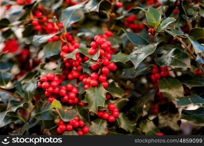 Full branch with red berries in a beautiful holly
