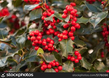 Full branch with red berries in a beautiful holly