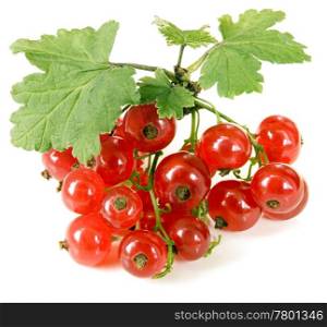 Full focus of Red currant branch isolated on white background