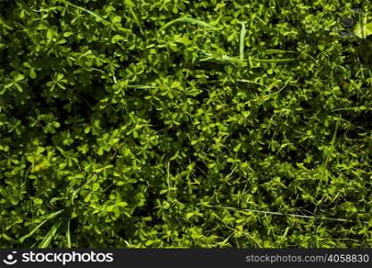 full frame green bermuda buttercup leaves