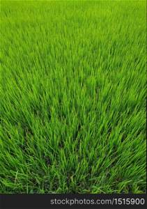 Full Frame Green Grass Lawn texture background. Top view