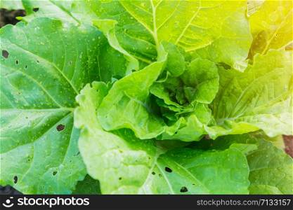 Full frame picture of green turnip in vegetable plots.