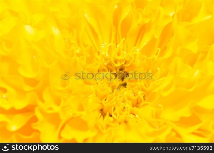 full frame shot of yellow flower