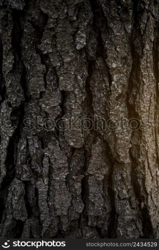 full frame shot tree bark
