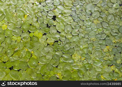 full frame vibrant green lotus leaves pond surface
