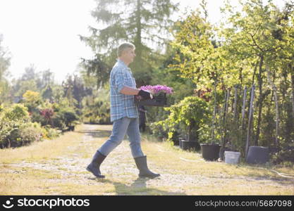 Full length side view of gardener walking while carrying crate of flower pots in garden