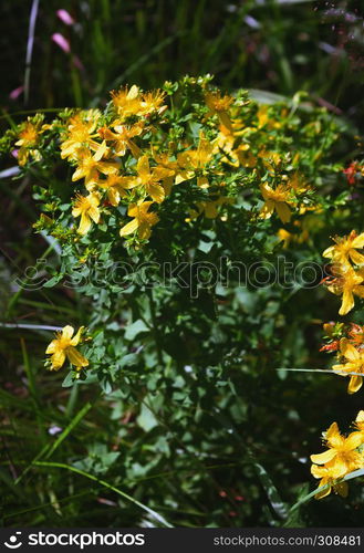 Full medicinal plant Saint John?s wort - Hypericum Perforatum - with yellow flowers on a summer day. Selective focus.. Saint John?s Wort