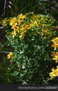 Full medicinal plant Saint John?s wort - Hypericum Perforatum - with yellow flowers on a summer day. Selective focus.. Saint John?s Wort