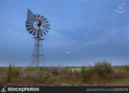 Full moon at windmill and cosmos flowers before sunrise Free State South Africa