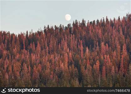 Full moon rising above conifer trees against clear sky at sunset