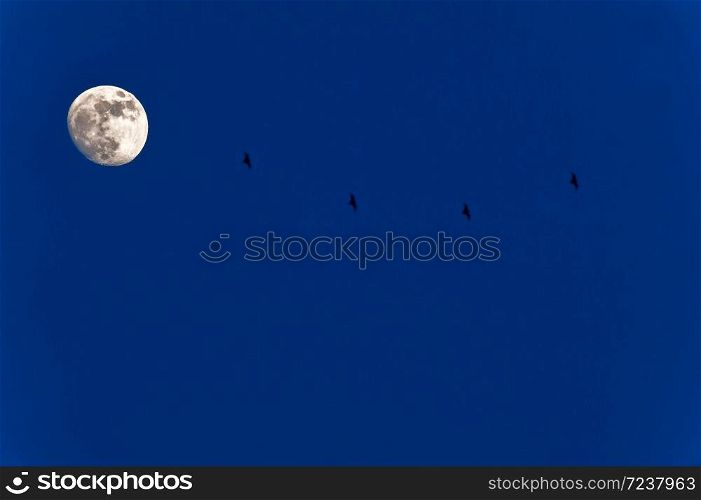 Full moon with bats flying on the blue sky at dusk.