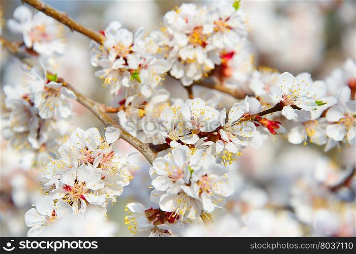 Full of blossom flowers apricot tree in a spingtime