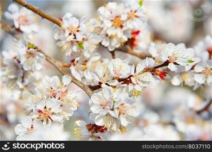 Full of blossom flowers apricot tree in a spingtime