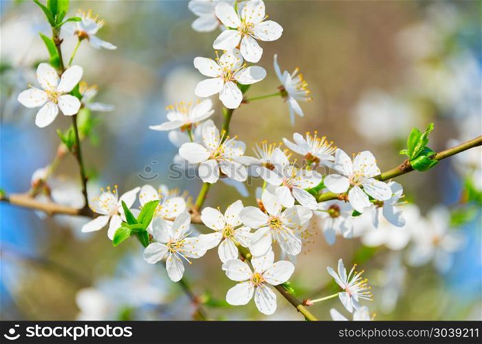 Full of blossom flowers branch apricot tree in a springtime. Blossom flowers branch apricot springtime