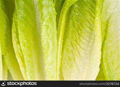 Full of lettuce vegetable, raw material of salad (Lettuce sativa)