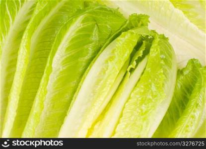 Full of lettuce vegetable, raw material of salad (Lettuce sativa)