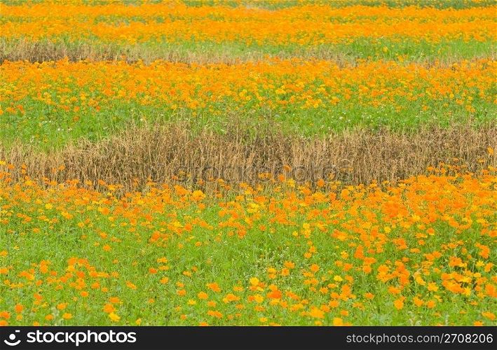 Full of orange daisy in the field