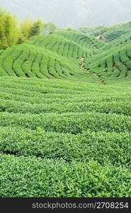 Full of tea trees on hill, asia