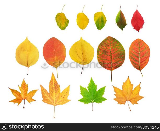 Full size autumn leaf set. Element of design.. Autumn leaf