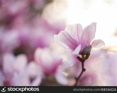 Fully bloomed lotus magnolia flower with soft background