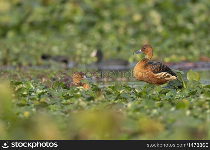 Fulvous whistling duck, Dendrocygna bicolor, Maguri Beel, Southeast of Maguri Beel, Tinsukia district, Upper Assam, India