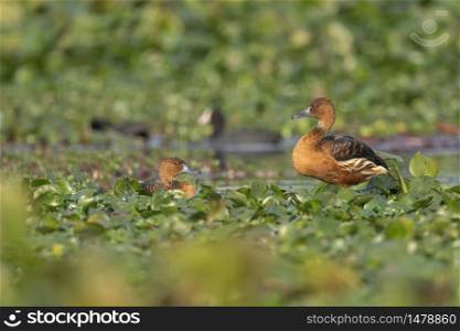 Fulvous whistling duck, Dendrocygna bicolor, Maguri Beel, Southeast of Maguri Beel, Tinsukia district, Upper Assam, India