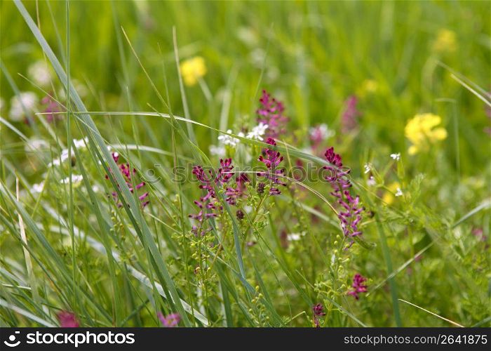 Fumaria officinalis pink purple flowers spring meadow