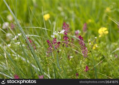 Fumaria officinalis pink purple flowers spring meadow