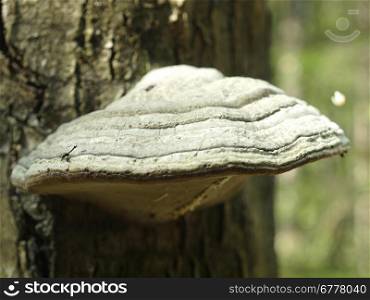 Fungi a tinder