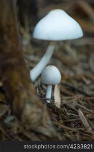 Fungi adapted to grow under tropical climate of Thailand.