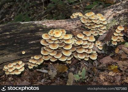 Fungi growing on a dead tree log in the undergrowth of a wood in North Yorkshire in the United Kingdom.