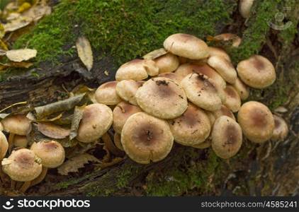 Fungi,mushroom small much growing on timber