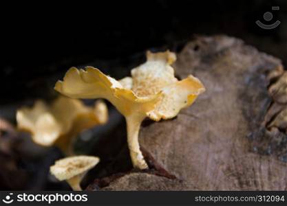 fungi that grow on the bark of the dead tree