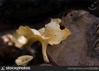 fungi that grow on the bark of the dead tree