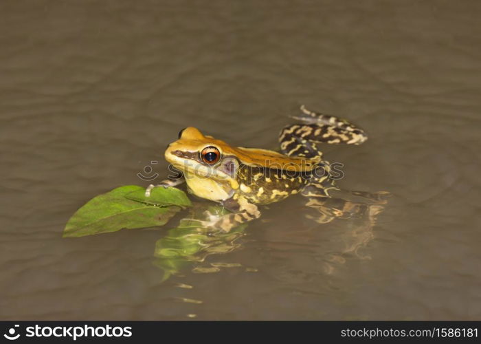 Fungoid frog calling from water, Hylarana malabarica, Tamhini, Maharashtra, India