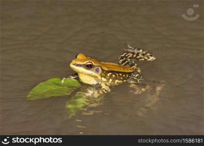 Fungoid frog calling from water, Hylarana malabarica, Tamhini, Maharashtra, India