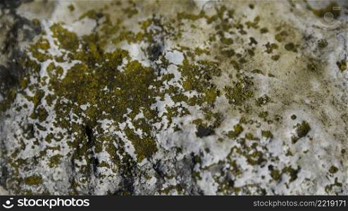 fungus green moss rock
