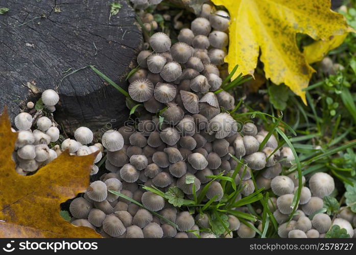 Fungus growing near a tree stump