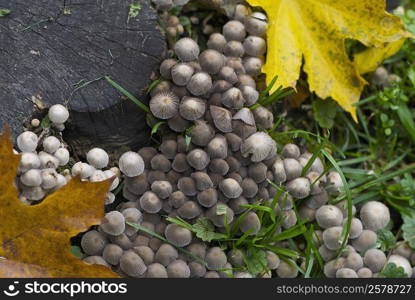 Fungus growing near a tree stump