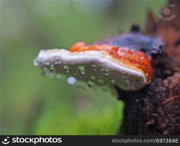 fungus mushroom in droplets on a stump