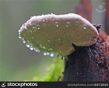 fungus mushroom in droplets on a stump