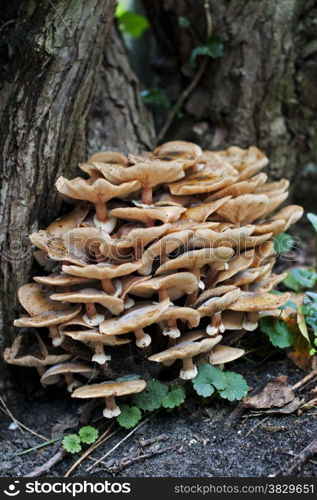 Fungus mushrooms in the forest