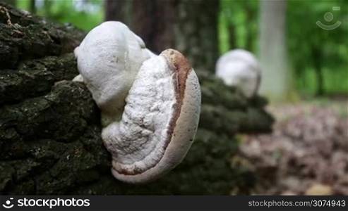 Fungus on the dead trunk in the forest