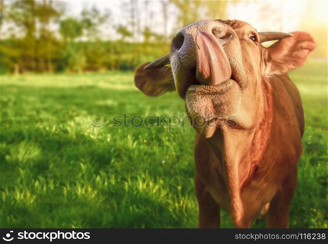 Funny animal image with a cute orange baby cow, looking at the camera while sticking its tongue out, in a green field, on a sunny day of spring.