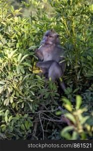 Funny animal photo with monkey is very funny with lollipops
