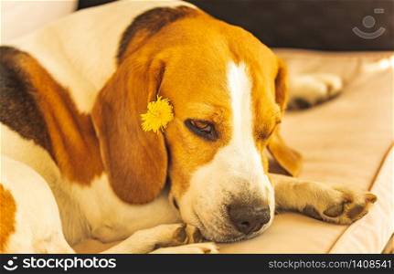 Funny beagle dog sleeping on garden couch outdoors with dandelion flower behind ear. Dog background. Funny beagle dog sleeping on garden couch outdoors with dandelion flower behind ear.
