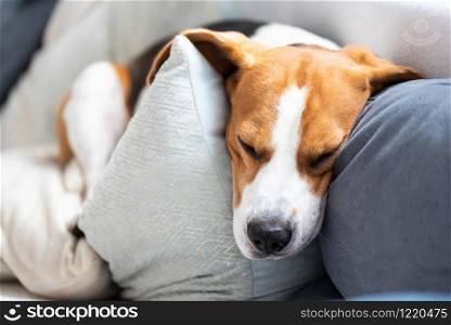 Funny beagle dog sleeps on cozy sofa. Animal background. Funny beagle dog sleeps on cozy sofa