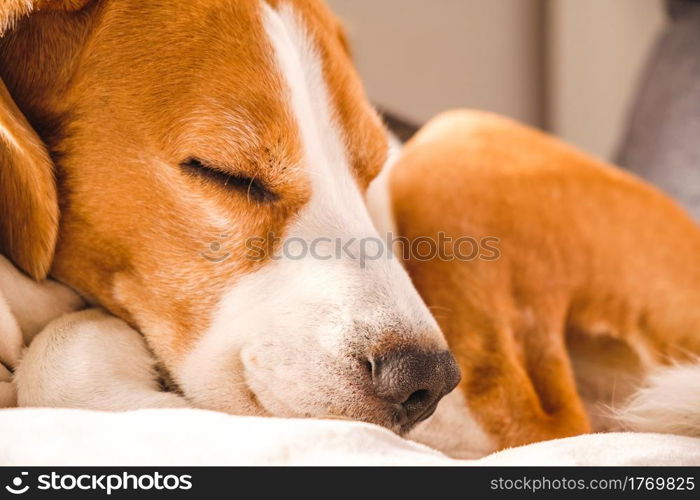 Funny Beagle dog tired sleeps on a cozy sofa, couch, on yellow cushion. Funny Beagle dog tired sleeps on a cozy sofa, couch.