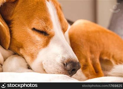 Funny Beagle dog tired sleeps on a cozy sofa, couch, on yellow cushion. Funny Beagle dog tired sleeps on a cozy sofa, couch.