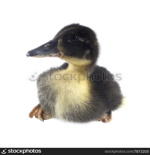 Funny black Duckling . Funny yellow and black Duckling age days. Isolated on white.